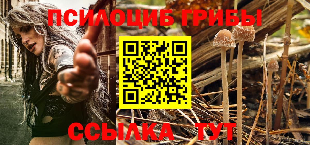Псилоцибиновые грибы GOLDEN TEACHER Грозный